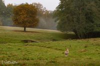 hirsch mit nebel1