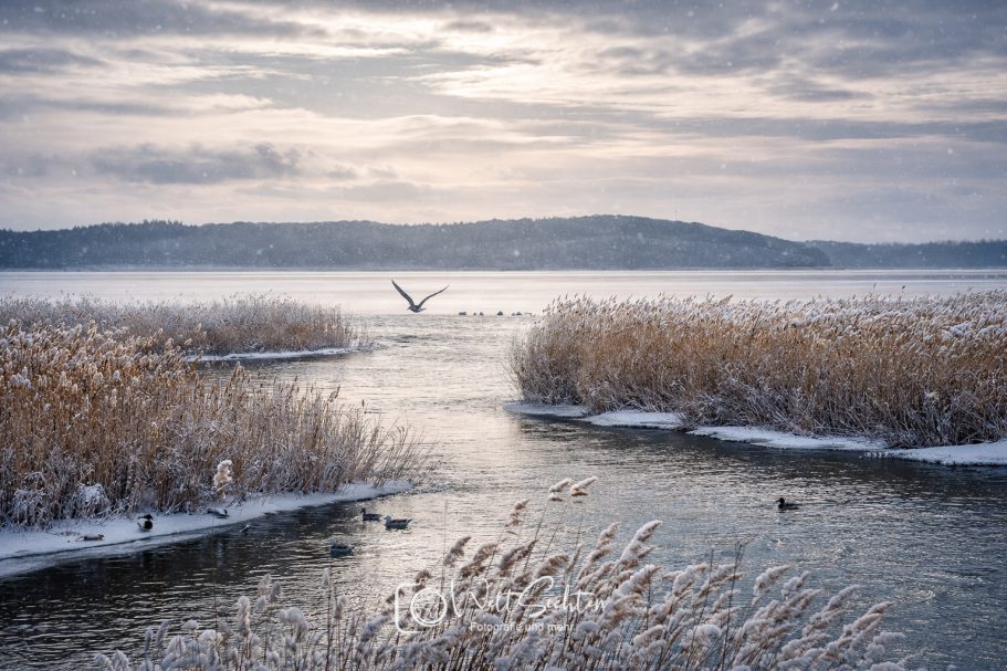 Winterliche Boddenlandschaft auf Rügen mit Schwan Winterliche Landschaft mit einem Gewässer, Schilfrohr und einem Vogel im Flug.