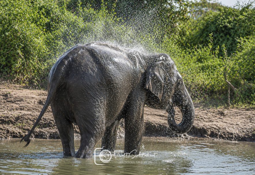 Elefant beim baden im Yala Nationalpark, Sri Lanka