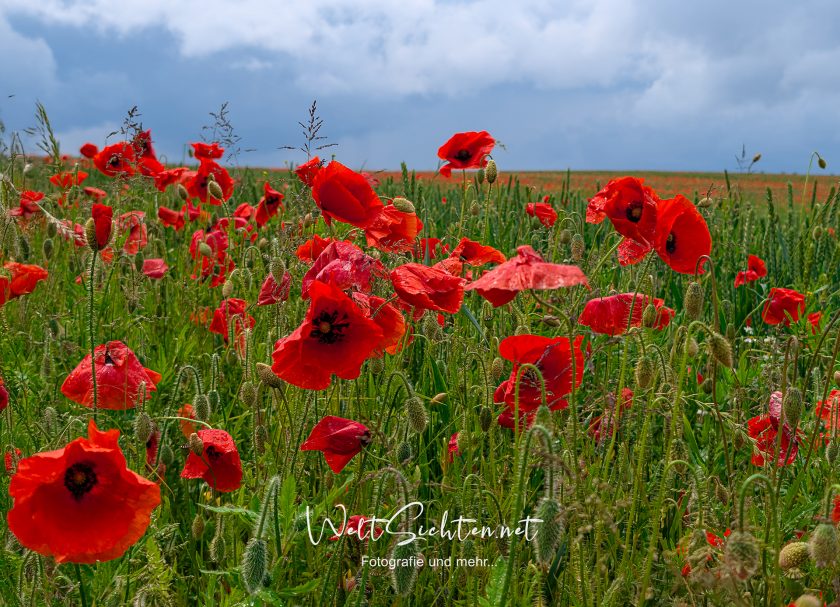 Blühendes Mohnfeld auf Rügen im Sommer Leuchtend rote Mohnblumen in einem grünen Feld unter bewölktem Himmel.