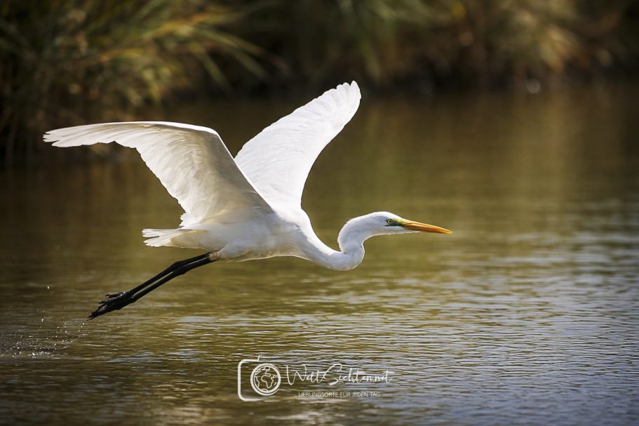 Fischreiher im Flug