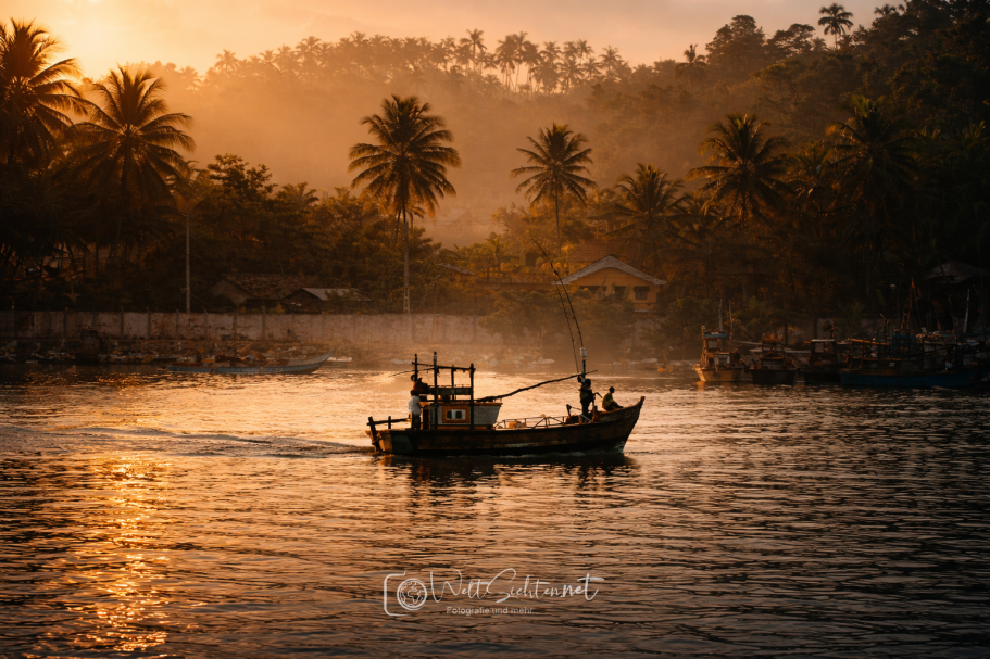 Tropische Landschaft mit Palmen und warmem Abendlicht in Sri Lanka
