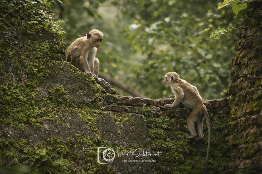 Affen beim spielen in Polonnaruwa, Sri Lanka