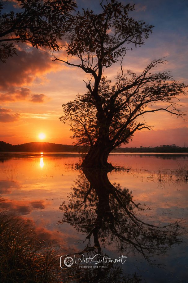 Sonnenuntergang über einem See mit einem silhouettenhaften Baum in Sri Lanka