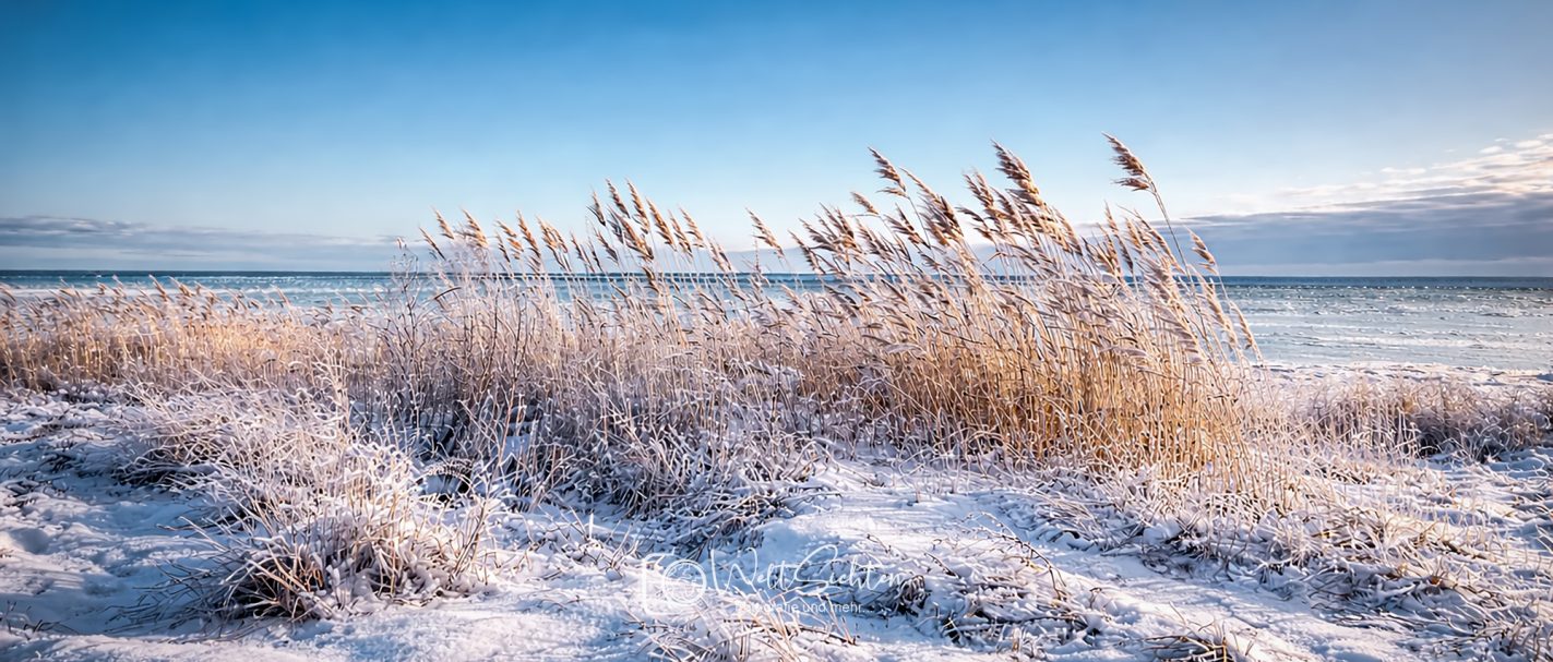 Winterliches Schilf am Bodden auf Rügen Schneebedeckte Landschaft mit Schilfrohr und ruhigem Wasser im Hintergrund.