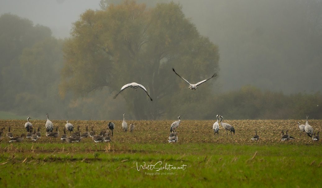 Kraniche im Morgennebel auf Rügen – Natur pur an der Ostsee Störche fliegen über ein Feld mit anderen Vögeln und Bäumen im Hintergrund.