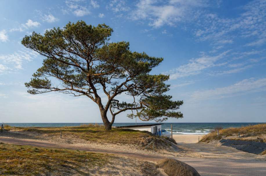 Windgeformte Kiefer am Ostseestrand von Baabe Kieferbaum auf Sanddüne mit Blick auf das Meer und blauen Himmel.