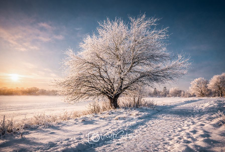 Verschneiter Winterbaum auf Rügen im Morgenlicht Frostbedeckter Baum in einer verschneiten Landschaft bei Sonnenaufgang.