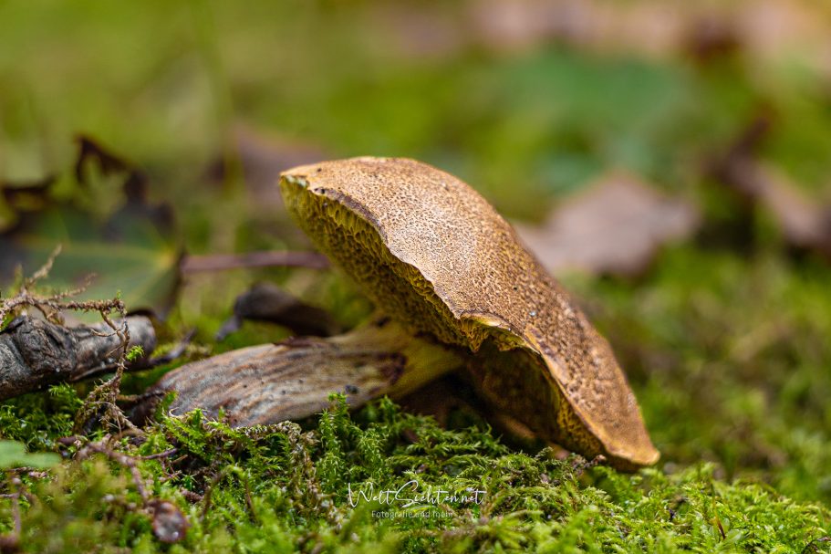Waldpilz auf Rügen – Herbstzauber in der Natur Ein brauner Pilz wächst auf moosbedecktem Boden im Wald.