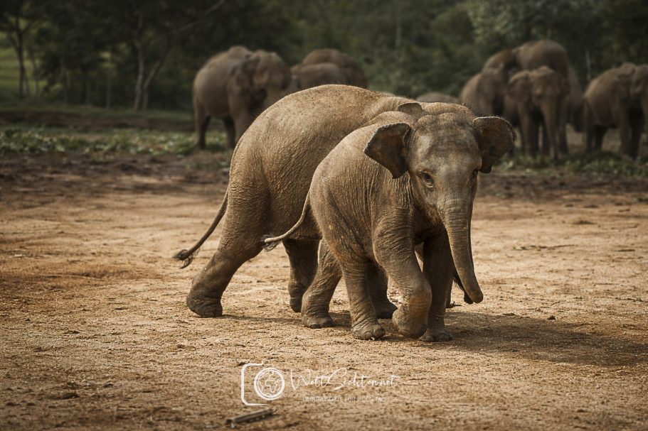 Elefantenbabies in Pinnawela, Sri Lanka